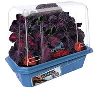 Toys by Nature Miniature Worlds Dragon's Den Flower Kit de démarrage pour rebord de fenêtre - Fournitures complètes pour cultiver votre propre repaire mythique intérieur avec figurine de dragon et