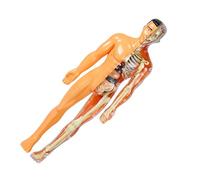 Toyvian 1 Ensemble Modèle Squelette pour Enfants Trousses Humain Jouets d'anatomie pour Enfants Corps Faux Miniatures Casse-tête d'anatomie Figure d'anatomie modèle d'orgue Plastique