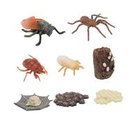 Toyvian 2 Ensembles Modèles Éducatifs Animaux Plastique Simulé Kit Cycle de Vie Insectes Araignée Cigale Jouets Pédagogiques pour Garçon Fille Apprentissage Sciences et Développement