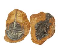 Toyvian Décorations Réalistes De Fossiles Trilos pour Terrarium, Résine Solide, Lot De 2 Pièces, Ambiance Naturelle pour Reptiles, Décoration Intérieure pour Petits Animaux Et Serpents