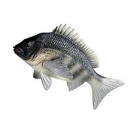 Toyvian Figurine De Poisson Dorade SimuléE, Carassin Africain Simulé Modèle Dorade Poisson Table Jouet Tableau Bord Voiture Maquette Plastique Statue Océan pour FêTe Et DéCor Enfants