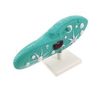 Toyvian Modèle de Paramécie avec Support Stable Reproduction Réaliste de Micro Organisme à Cils pour Enseignement Laboratoire et Cours de Au Collège