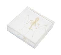Toyvian Réplique Authentique de Squelette de Chauve Souris Modèle Osseux Miniature Naturel pour Collection Scientifique et Décoration Artistique