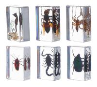 TOYZFRIENDY Lot de 6 Spécimens D'insectes en Résine Solide, Presse-papiers Éducatif pour Bureau et Collection, Insectes Conservés pour Sciences Naturelles et Décoration Intérieure