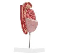 TOYZFRIENDY Modèle Pédagogique Agrandi du Système Reproducteur Masculin, Modèle Anatomique de Réaliste en Pvc, Accessoire Éducatif pour Cours de Biologie et Dissection Scolaire, Matériel