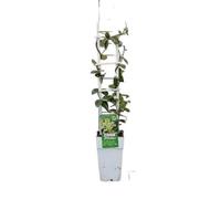 Trachelospermum jasm. 'Star of Toscana' - Jasmin Étoilé 50-60 cm | pot