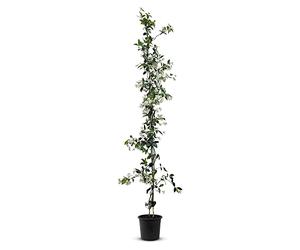 Trachelospermum Jasminoides - 200cm - Résistant à l'hiver - Jasmin étoilé - Jasmin de Toscane - Blanc 1 pcs