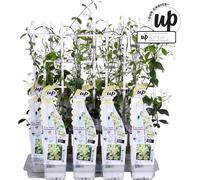 Trachelospermum jasminoides 60-70 cm Jasmin étoilé de Toscane