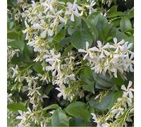 Trachelospermum Jasminoides- Jasmin étoilé 50-60 cm en conteneur