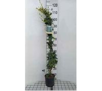 Trachelospermum jasminoides - Jasmin Étoilé 80-100 cm | pot