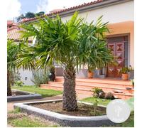 Trachycarpus Fortunei - Palmier chinois - Palmier - Rustique - D24 cm - H70-80 cm