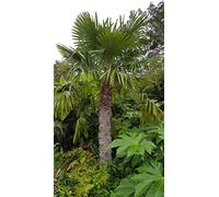 Trachycarpus fortunei/Palmier de Chine/Conteneur de 2 à 2.9 litres
