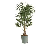 Bloomique - Trachycarpus Fortunei - Palmier éventail chinois - Palmier rustique - Plante de jardin - Hauteur 120-150 cm - Pot 30 cm