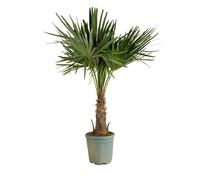 Trachycarpus Fortunei - Palmier éventail chinois - Palmier rustique - H. 140-170 cm - P. 30 cm