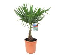 Trachycarpus Fortunei - Palmier éventail - Pot 21cm - Hauteur 65-75cm