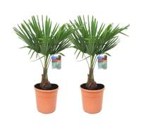 Trachycarpus Fortunei - Set de 2 - Palmier éventail - Pot 21cm - Hauteur 65-75cm
