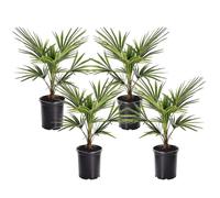Trachycarpus Fortunei - Set de 4 - Palmier éventail - Pot 15cm - Hauteur 35-45cm
