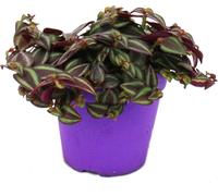 Tradescantia Purple Passion - Fleur trois-maîtres à feuilles violettes - pot de 12cm