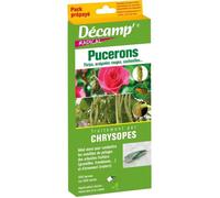 Traitement par Chrysopes - DECAMP' - Pucerons - 250 larves ou 500 œufs