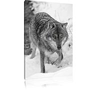 Traquer loup noir / blanc sur toile, énorme XXL photos complètement encadrée avec civière, impression d'art sur ??la photo murale avec cadre, moins cher que la peinture ou une peinture à l'huile, pas une affiche ou une bannière