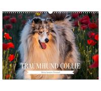 Traumhund Collie - Mein bester Freund (Wandkalender 2026 DIN A3 quer), CALVENDO Monatskalender: 13 wundervolle Fotos der Fotografin Sigrid Starick von bezaubernden Collies begleiten und durch das Jahr