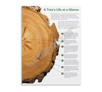 Tree Life Cycle and Growth Rings Poster Biology Science Diagram Educational Wall Art for Classroom Library Study(Framed,08x12inch(20x30cm))