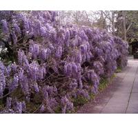 Tree Seeds Online - Glycine Sinensis (Bleu) Chinois 2 Grandes Semences - Lot de 2