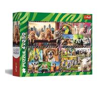 Trefl - Puzzle 4 en 1 : Animaux Drôles - 4 x 250 Pièces - Ensemble de Quatre Puzzle pour Les Adolescents
