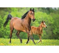 TREFL Puzzle Le monde des chevaux : jument et poulain 54 pièces