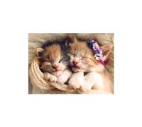 Trefl Puzzles 500 pices Chatons endormis Animaux