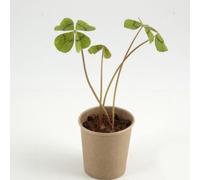 Radis et Capucine - Kit message Bonne chance - Trèfle à 4 feuilles