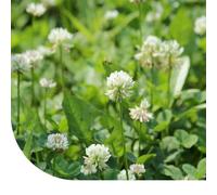 Trèfle blanc - 250 g pour 250 m² - Un bon fixateur d'azote : il enrichit le sol - S’adapte à tous types de sols - Résiste au piétinement - Favorise la biodiversité