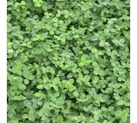 Trèfle blanc (Trifolium repens) 1 kg de trèfle rampant semence prairie Résist