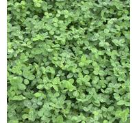Trèfle blanc Trifolium repens 25 kg Graines de trèfle rampant Prairies Persistantes