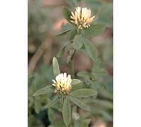 Trèfle d'Alexandrie Trifolium alexandrinum MIRIAM 1 kg Légumineuses Trèfles semences Trèflesa