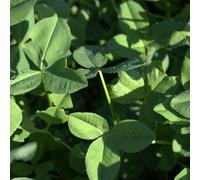 Trèfle de Perse (Trifolium resupinatum) GORBY 1 kg Culture intercalaire Trèfle de Perse réversible