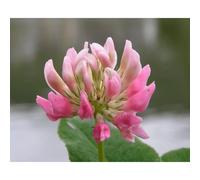 Trèfle hybride 25 kg DAWN trèfle bâtard Trifolium hybridum Semences individuelles