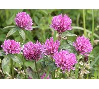 Trèfle rouge « Trifolium pratense » 350 graines