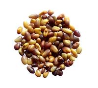 Trèfle Violet (Trèfle Des Prés) Trifolium Pratense (Engrais Vert) SEM05 (3 grammes)