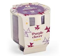 Trèfles pourpre à faire pousser