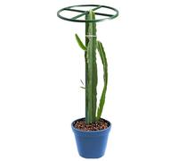 Treillis de concombre - Support vertical - Accessoires de jardin - Assemblage facile - Treillis de fruits du dragon - Aide à la croissance des plantes - Conçu pour les arbres, les cactus, les vignes