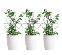 Treillis de grimpantes - Treillis en métal pour grimpantes, 3 treillis en métal pour grimpantes - Support pour grimpantes