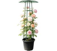 Treillis d'extérieur pour grimpantes Support pour potagères en forme de | Treillis À Utilisation En Extérieur, Jardin, Patio, Clématite, Vignes,