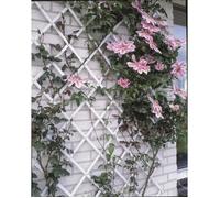 Treillis extensible plastique blanc - 50x150cm