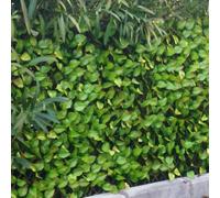 Jet7garden Treillis Feuilles de Rosier 1,00x2,00m - Vert Tendre