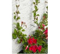 Treillis métallique - NATURE - Kit de palissage pour plantes grimpantes - fil de fer galvanisé Ø1,8 mm x 10 m