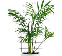 Trellis For Indoor Plant - 30 x 12 en réglable Rustproof Small Universal Support, Climbing Plants Garden Trellis For Vine Clematis Jasmine Pothos Monstera Flower