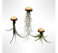 Trendyairplants - Lot de 3 Méduses Végétales avec Coquilles d’Oursin Bronze ou Cuivre et Tillandsias - Plantes Aériennes Suspendues - Décoration Naturelle Élégante