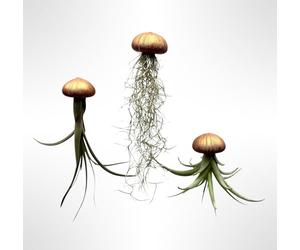 Trendyairplants - Lot de 3 Méduses Végétales avec Coquilles d’Oursin Bronze ou Cuivre et Tillandsias - Plantes Aériennes Suspendues - Décoration Naturelle Élégante