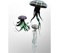 Trendyairplants - Lot de 3 Plantes Aériennes Réelles Tillandsia avec Coquilles d'Oursin Alfonso - Décoration Naturelle - Purificateur d'Air - Facile d'Entretien - Cadeau Original